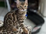 Bamboo  Bengals - Bengal Kitten For Sale - Holmes, NY, US