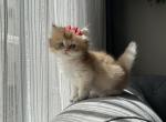 Patibon minnie - Persian Kitten For Sale - Montgomery, AL, US