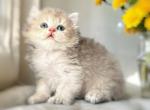 Patibon blue golden boy - Persian Kitten For Sale - Montgomery, AL, US