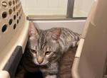SILVER - Bengal Cat For Sale/Retired Breeding - Houston, TX, US