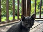 Riley - American Shorthair Kitten For Sale - 
