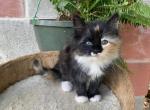 Long Haired Calico Mixed breed kitten - Ragdoll Kitten For Sale - East Earl, PA, US
