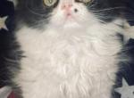 Dice - Persian Kitten For Sale - Montgomery, TX, US