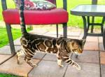 ROMAN - Bengal Cat For Sale/Service - Houston, TX, US
