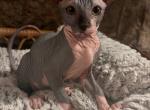 Male 2 Naked Felis Litter - Sphynx Kitten For Sale - 