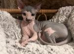 Male 1 Naked Felis Litter - Sphynx Kitten For Sale - Ewing, NJ, US
