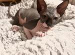 Female 2 Naked Felis Litter - Sphynx Kitten For Sale - Ewing, NJ, US