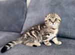 Milo - Scottish Fold Kitten For Sale - Woodland Park, CO, US