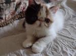 Really Nice Calico Female Available - Exotic Kitten For Sale - 