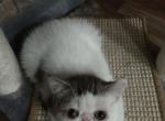 Exotic Shorthair Tabby and white Male Kitten - Exotic Kitten For Sale - Indianapolis, IN, US