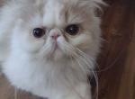 Cream And White Lh Boy - Persian Kitten For Sale - Indianapolis, IN, US