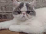 Blue Tabby And White Sh Exotic Boy - Exotic Kitten For Sale - 