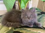 British Longhair Blue  Male - British Shorthair Kitten For Sale - Orlando, FL, US