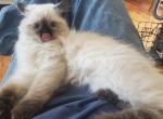 Chloe - Ragdoll Kitten For Sale - Hackettstown, NJ, US