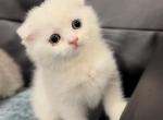 Fluffy - Scottish Fold Kitten For Sale - 