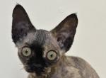 Emma - Devon Rex Kitten For Sale - 