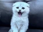 Pretty - Scottish Fold Kitten For Sale - NY, US