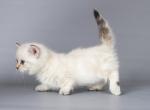 White angel Walker blue eyed munchkin standard boy - Munchkin Kitten For Sale - CA, US