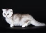 Portulak munchkin scottish kilt silver shortie - Munchkin Kitten For Sale - CA, US