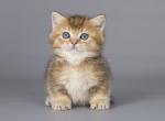 Wilson munchkin standard golden ticked short leg - Munchkin Kitten For Sale - TX, US