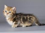 Tiger cub Weisz munchkin standard baby girl - Munchkin Kitten For Sale - CA, US