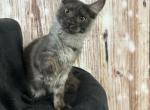 Cosmo - Maine Coon Kitten For Sale - 