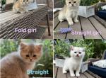 Scottish straight and fold kittens - Scottish Fold Kitten For Sale - Minneapolis, MN, US