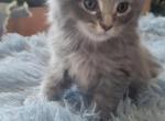 fluffy Gray boy - Domestic Kitten For Sale - Wells, ME, US