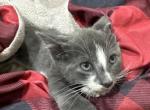 Night - Domestic Kitten For Sale - Putnam Valley, NY, US