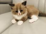 Luna - Ragdoll Kitten For Sale - 