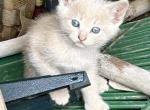 Mable - Domestic Kitten For Sale - Shelbyville, KY, US