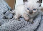 Male All Pointed Chocolate Point Ragdoll - Ragdoll Kitten For Sale - New York, NY, US