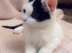 Such beautiful fur and sweet kitty - Polydactyl Kitten For Sale - Vancouver, WA, US