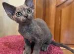 Anfisa blue cream tortie solid Devon Rex baby girl - Devon Rex Kitten For Sale - CA, US