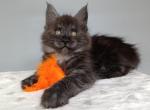 Josephine Maine Coon female black silver - Maine Coon Kitten For Sale - Miami, FL, US