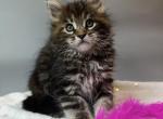 Martha Maine Coon female black tortie tabby - Maine Coon Kitten For Sale - Miami, FL, US