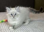 Jozefina Siberian female seal tabby pointed with - Siberian Kitten For Sale - Miami, FL, US