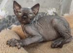 Begemot Canadian Sphynx male black - Sphynx Kitten For Sale - Miami, FL, US