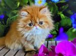 Sofia orange persian exotic longhair ginger girl - Persian Kitten For Sale - Dallas, TX, US