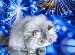 Valentin gray persian exotic longhair blue tabbby - Persian Kitten For Sale - Dallas, TX, US