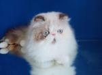 Ladushka blue eyes persian longhair exotic face - Persian Kitten For Sale - Dallas, TX, US