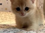 Milo - British Shorthair Kitten For Sale - Fairfax, VA, US