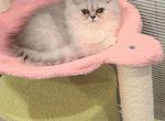 Pebbles Babies - Persian Kitten For Sale - Willingboro, NJ, US