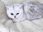 Scottish spotted boy - Scottish Straight Kitten For Sale - Lincoln, NE, US