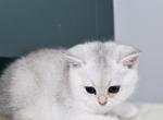 Scottish chinchilla kitty - Scottish Straight Kitten For Sale - 