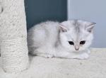 Scottish chinchilla kitty - Scottish Straight Kitten For Sale - Lincoln, NE, US
