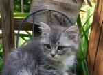 Gina's Silvers - Ragdoll Kitten For Sale - Howell, MI, US