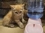 CFA Harry - Persian Kitten For Sale - Dallas, TX, US