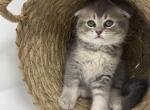 Goldenblue - Scottish Fold Kitten For Sale - Staten Island, NY, US