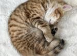 Milo - Scottish Fold Kitten For Sale - Prior Lake, MN, US